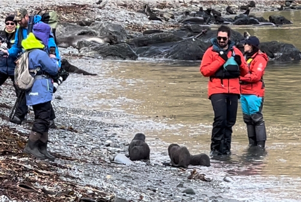 Baby Seals Experience